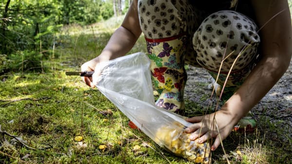 Perfekt vejr for svampe: Her er tre gode råd fra en naturvejleder