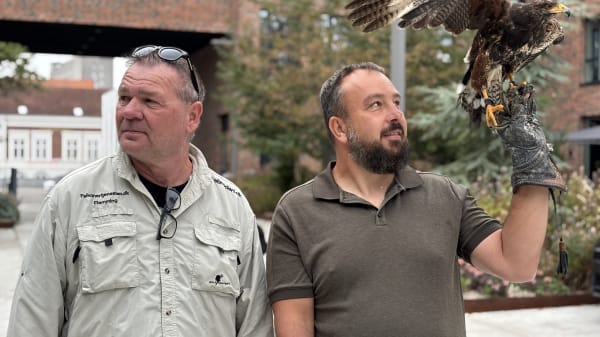 Rovfugle skræmmer måger væk fra din frokost