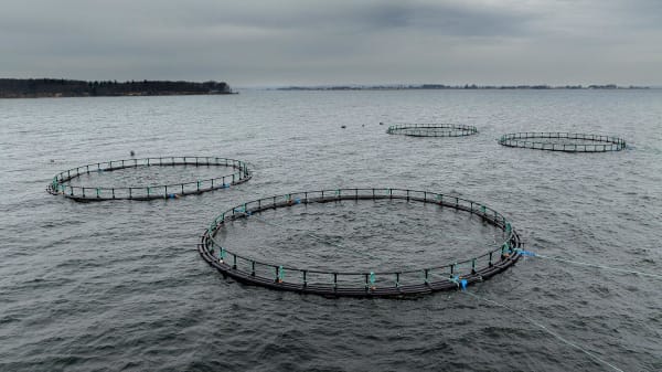 Der er 19 havbrug i Danmark. Kun to af dem har en gyldig miljøgodkendelse