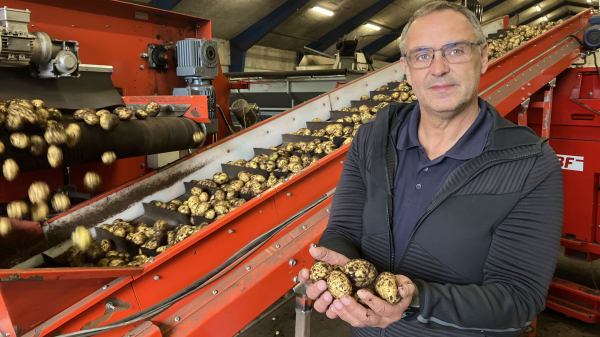 Vildmosekartoflen taber til grøn omstilling