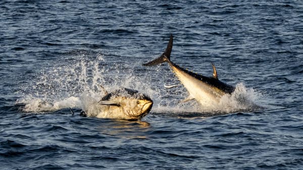 Dansk tun på menuen? Fiskere er begejstrede