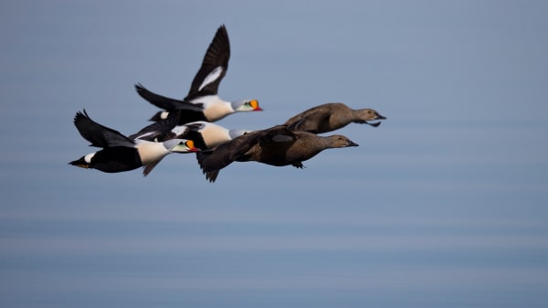 I årtier har han fotograferet fuglene i Grønland: Her er 15 pletskud