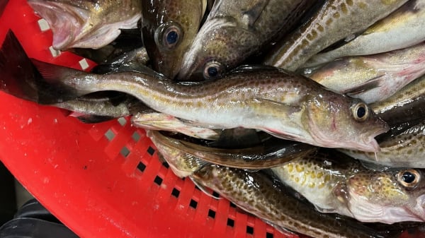 Havforskningsråd anbefaler stop af torskefiskeri i Nordsøen og Skagerrak: 'En meget trist milepæl'