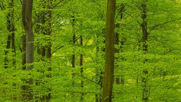 Det kan være væk om under 100 år. Men hvad er Danmark uden bøgetræet?  