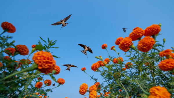 Årets bedste fuglefotografi er fundet – her er alle vinderne