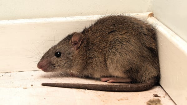 Sådan undgår du rotter derhjemme