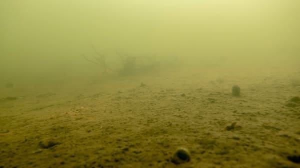 Trods kunstigt åndedræt lider det danske hav fortsat en kvælende død