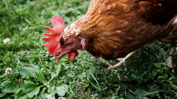 Nyt fund af fugleinfluenza er skidt for fjerkræbranchen