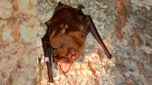 Europas største flagermus kan fange og spise spurvefugle i luften