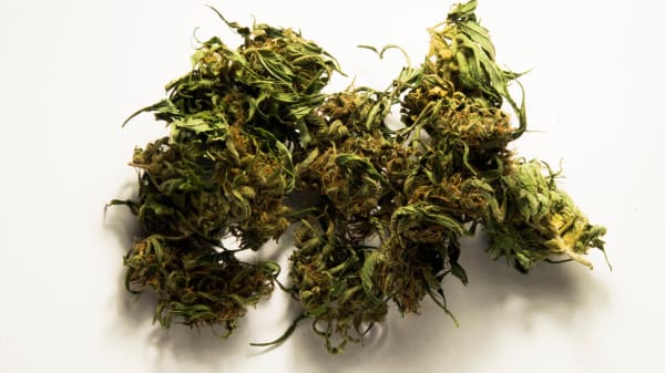 Ny forskning: Dit DNA kan have betydning for, om du bliver afhængig af cannabis eller ej