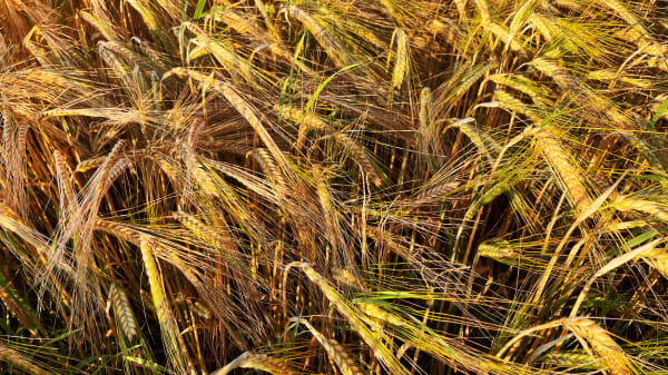 Carlsberg-forskere finder genetisk nøgle til mere robuste afgrøder