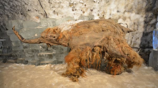 Muskelceller afslører, at 40.000 år gammel mammut var stresset, da den døde