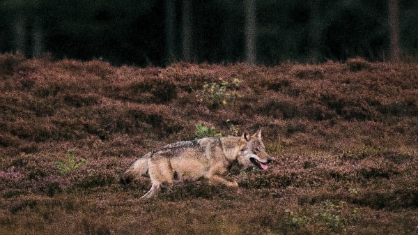 Ulvesikrede hegn er måske slet ikke så ulvesikre igen 