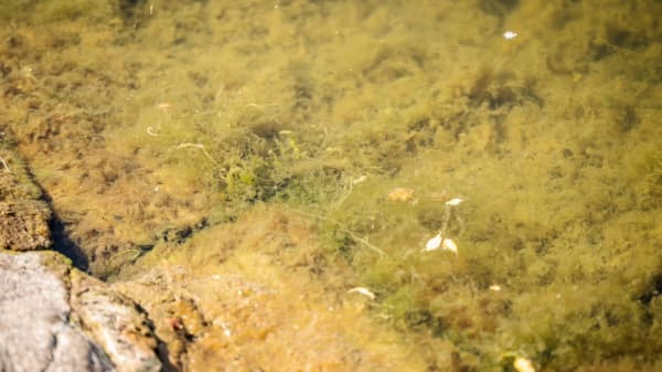 'Jeg har aldrig set noget lignende': Kent har allerede fundet fedtemøg i vandet