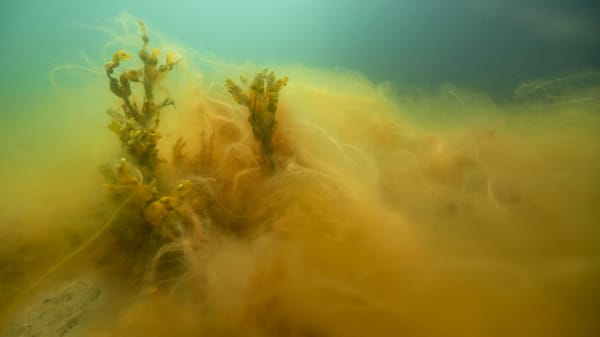 Analyse: Tre enorme grønne slagsmål venter det kommende Folketing