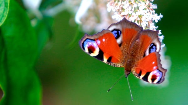 Lad ikke nattefrost give dine planter dødsstødet: Her er ekspertens fire råd mod de kolde nattetimer