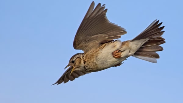 En lærke lettede – og tusind danskere fulgte med. Vi er blevet vilde med fuglekiggeri