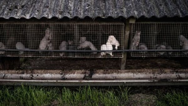 Covid-19 kan smitte fra mink til mennesker, viser forskning på nordjyske farme