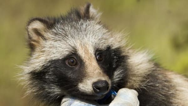 En stor trussel mod naturen: Langt flere invasive arter kan komme til Europa 