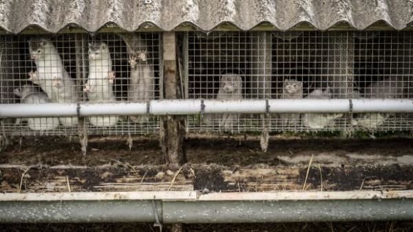 Ordførere bakker utilfredse minkavlere op: 'Det er hamrende uretfærdigt'