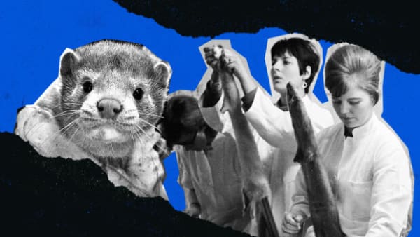 Tidslinje: Sådan gik Danmark fra mink-eventyr til corona-mareridt på under 100 år