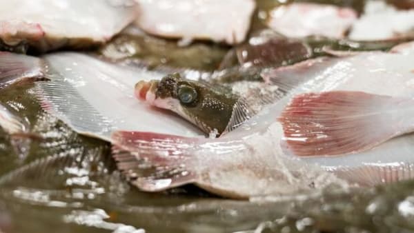 Nyt naturmærke på pakken med fisk: Godt for havbunden, men måske skidt for marsvinene 