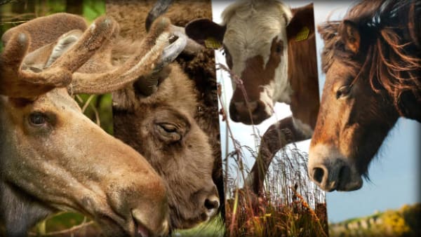 Idrætsorganisationer er bekymrede: Vilde heste, kvæg og bisoner skræmmer motionister væk fra naturen 