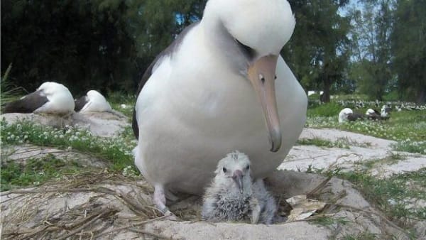Verdens ældste fugl bliver mor som 70-årig