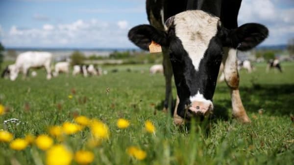 Tang-foder giver mindre metan i køers bøvser: Alligevel er det ikke på vej til stalden