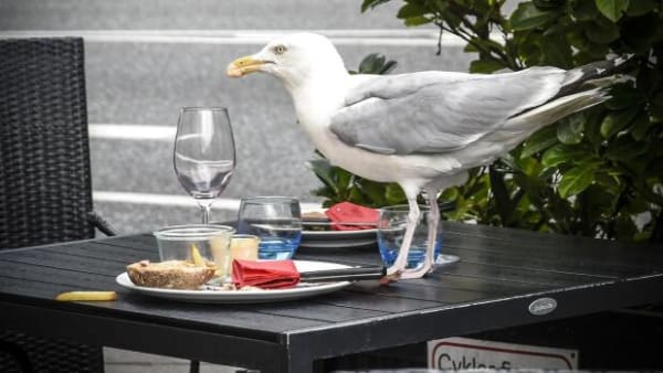 Har måger fået smag for pomfritter? Derfor stjæler havnefuglen din mad 