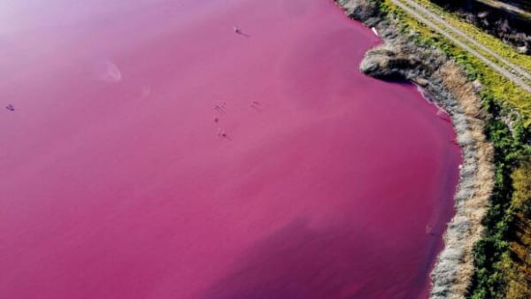 Se billederne: Lagune i Argentina er blevet fuldstændig lyserød