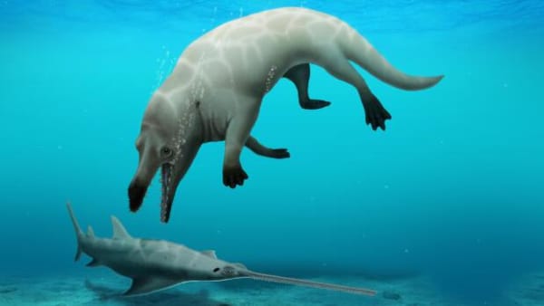 Hval med fire ben fundet i Egypten: Fossil viser, at hvaler startede som en slags hjorte