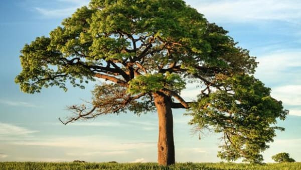 Slut med mahogni og egetræer? En tredjedel af verdens træarter er i fare for at uddø