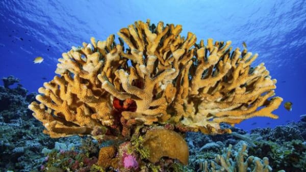 Midt i masseuddøen: Koralrev tilpasser sig stigende havtemperaturer helt af sig selv 