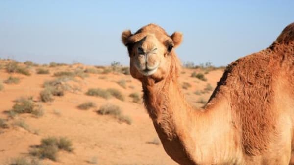 I Dubai kloner de kameler til skønhedskonkurrencer: ‘Vi kan ikke følge med efterspørgslen’