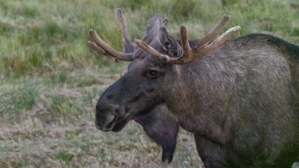 Efter bundkarakter til dansk natur: Her er tre områder, der faktisk går frem