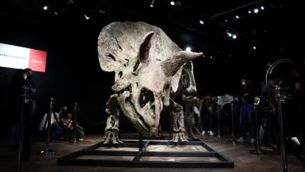 66 millioner år gammelt dinosaurskelet solgt på aktion: 'Det er ikke et spor vigtigt fund'
