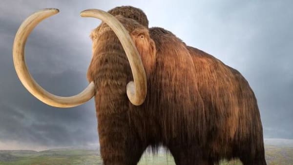 Stor undersøgelse frikender mennesker for mammuttens udryddelse 