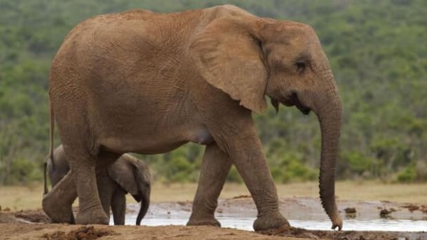Lynhurtig evolution: Elefanter har smidt stødtænderne for at overleve krybskytteri