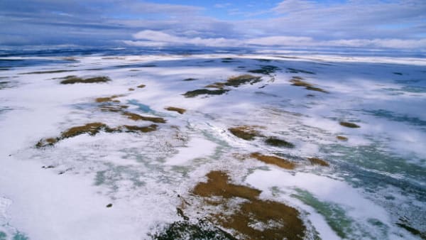 Tilflytter-boom i Arktis og smørhul i Danmark: 'Global opvarmning kan være positivt nogle steder'