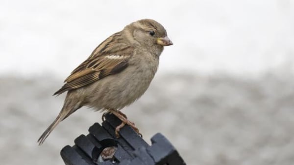 Mere end hver sjette fugl er forsvundet i Europa