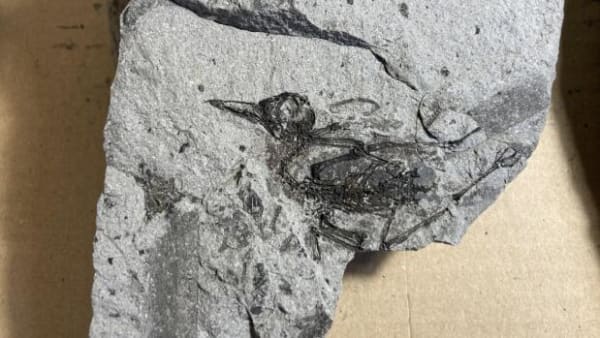 Amerikansk palæontolog er begejstret over 55,5 millioner år gammelt, dansk fossil