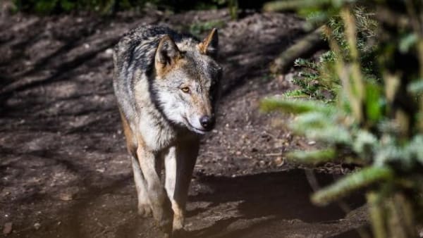 Ulveforsker: Danmark kan nå op på 100 ulve i løbet af fem år