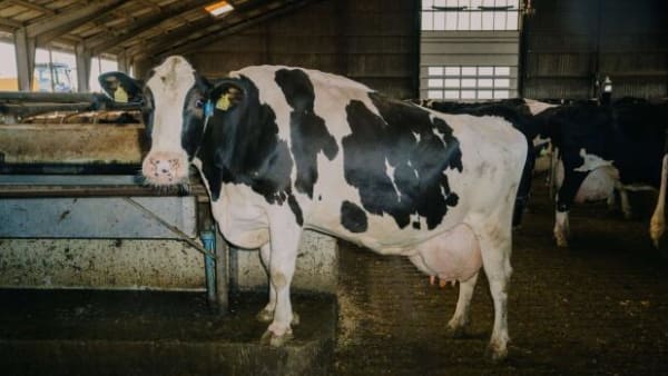 Vismænd anbefaler CO2-skat på dansk landbrug snarest muligt: Sådan kan den se ud