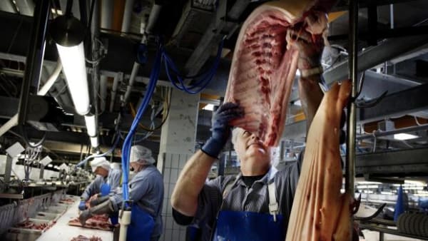Danish Crown lukker slagteri i Sæby og fyrer 800 ansatte