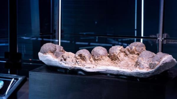 70 millioner år gamle dinosauræg scannet i Aarhus: Der har været liv i ni af æggene
