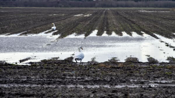 ANALYSE: Det kan virke mystisk, men ny viden kan både være dårligt for klimaet og godt for klimamålet