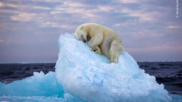 Foto af sovende isbjørn på isflage vinder naturfotografernes svar på Oscar