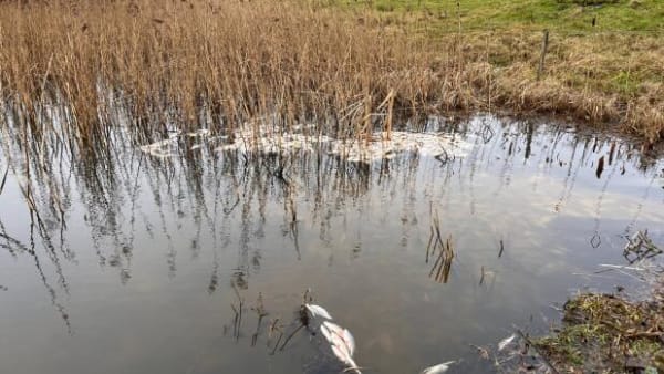 Mystisk fiskedød i nordjysk sø: Tusindvis af fisk flyder døde rundt
