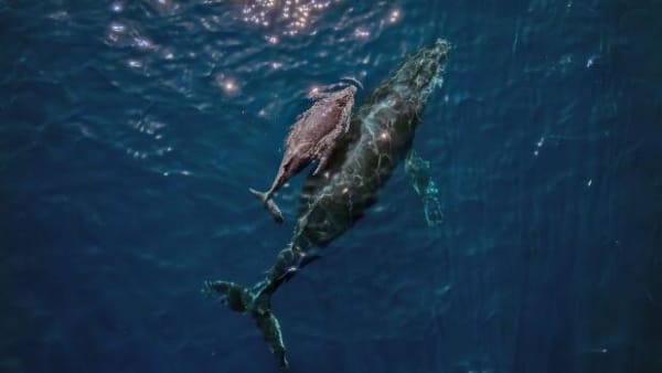 To strandede hvaler i Nordjylland har været nøglen til at løse mysterium om hvalers sang 